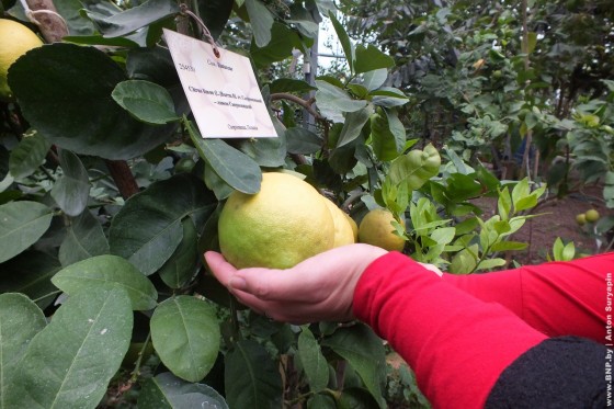 Den-otkritih-dverey-v-Limonarii-botanicheskogo-sada-1